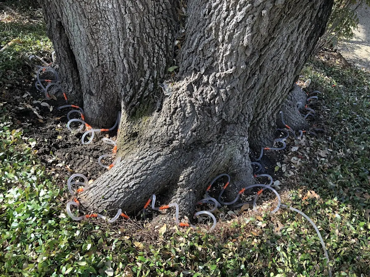 Detailed Tree Cabling and Bracing job site in Flat
