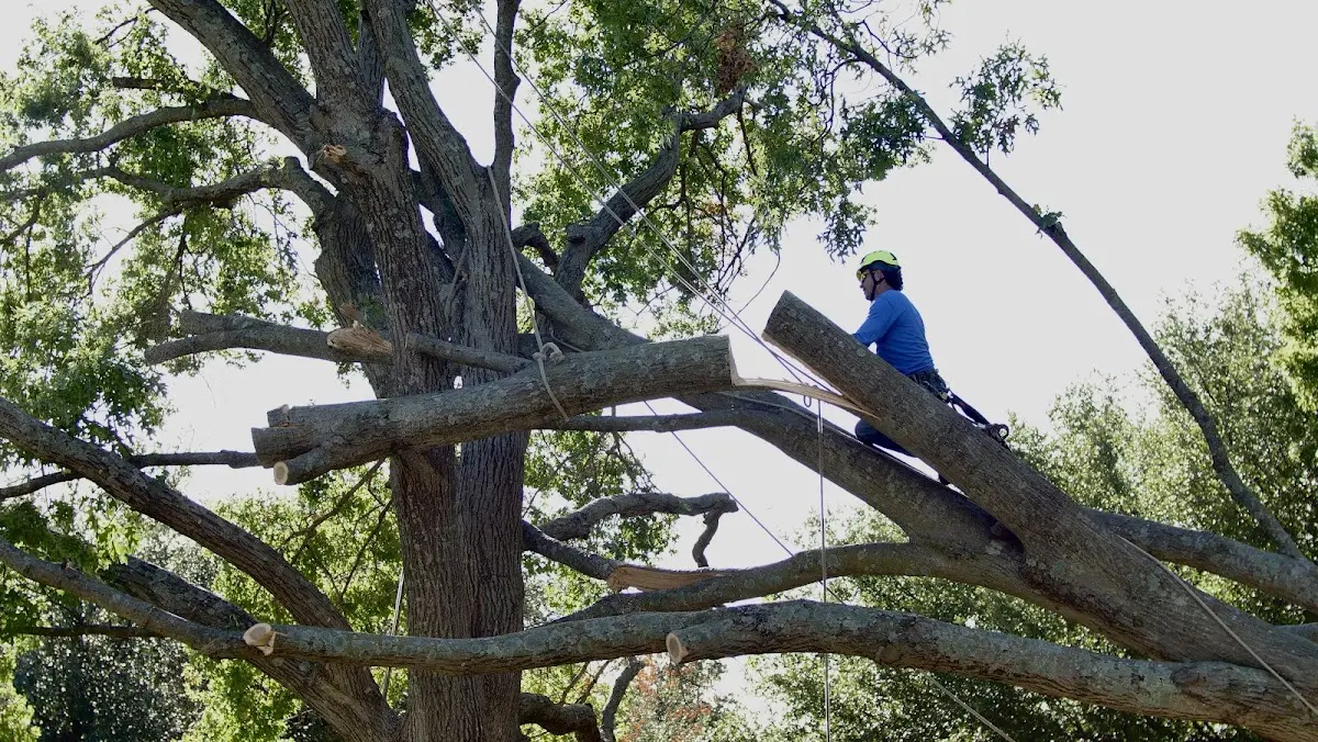 Professional Crown Thinning performed by certified arborists in Flat