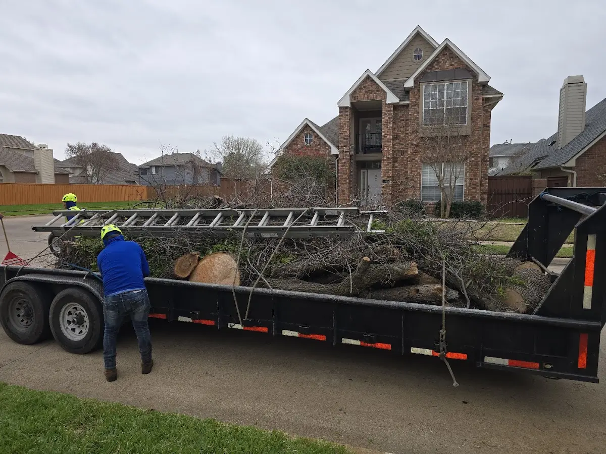 Expert Tree Pest Control with proper safety equipment in Flat